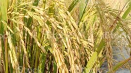 The rice in the rice fields has turned yellow, ready to be harvested