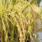 The rice in the rice fields has turned yellow, ready to be harvested