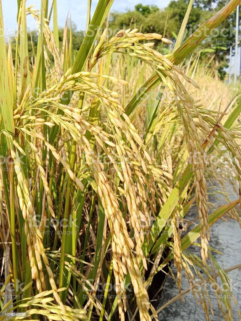 The rice in the rice fields has turned yellow, ready to be harvested