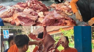 SMPN 1 Jabon Sidoarjo Laksanakan Penyembelihan Idhul Qurban