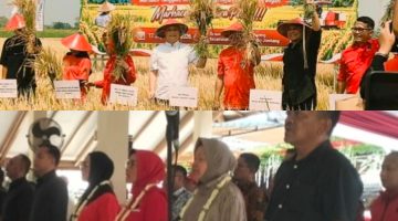 PANEN RAYA PADI UNGGULAN GP 65: PDIP TEKANKAN KETAHANAN PANGAN HADAPI EL NINO